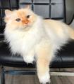 Red tabby point senior #catterycyliyana